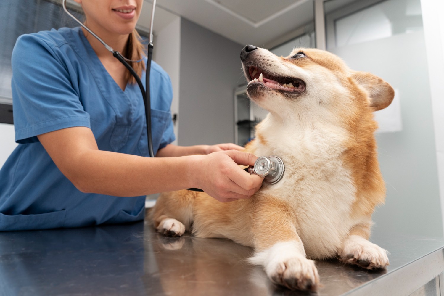 Consulta veterinária