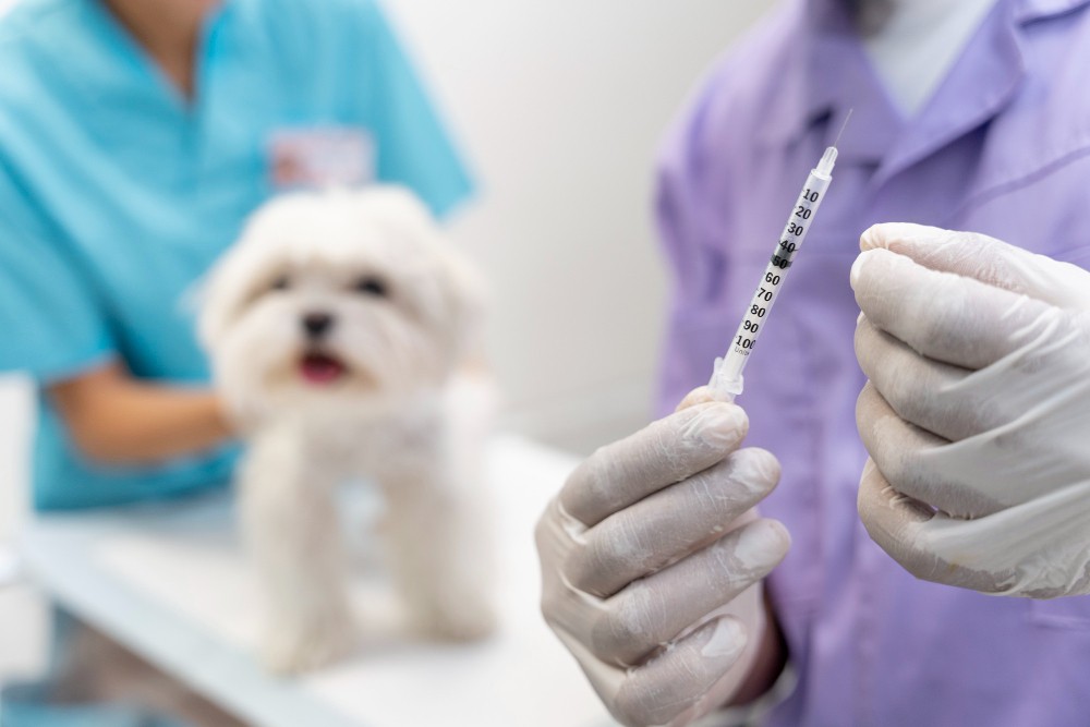 Aplicação de vacina em pet